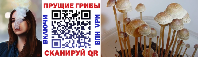 Псилоцибиновые грибы Psilocybe  даркнет сайт  Ленинск 